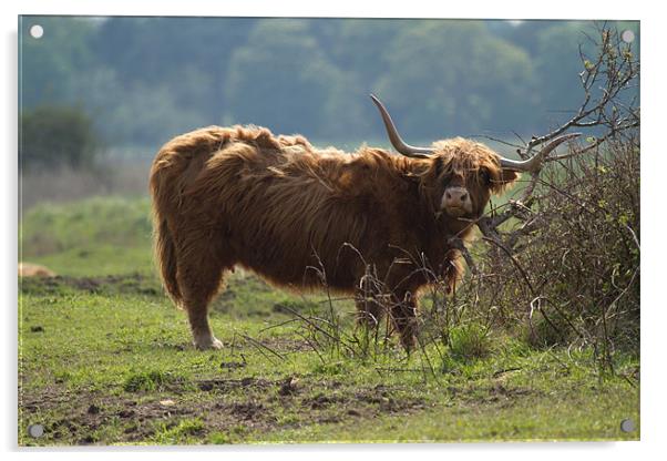 Scottish Long Horn Cattle Acrylic by Bill Simpson