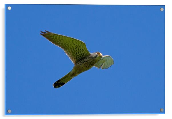 Kestral Falco Tinnunculas Acrylic by Bill Simpson