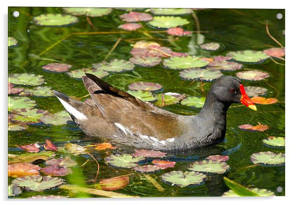 Moorhen In Lily Pads Acrylic by Bill Simpson