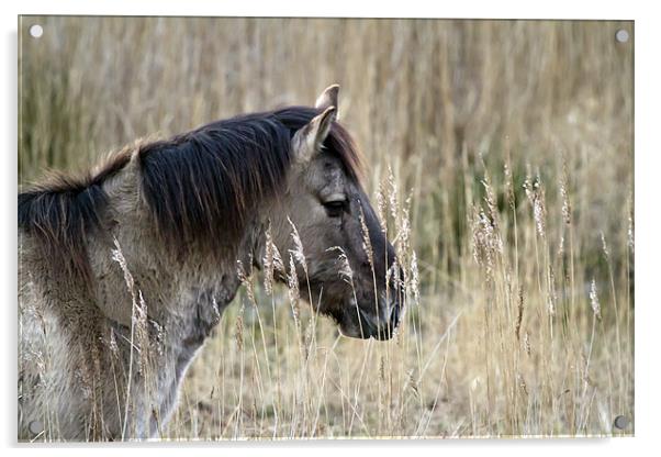 Konik Pony Portrait Acrylic by Bill Simpson