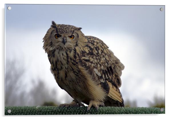Eagle Owl Acrylic by Bill Simpson