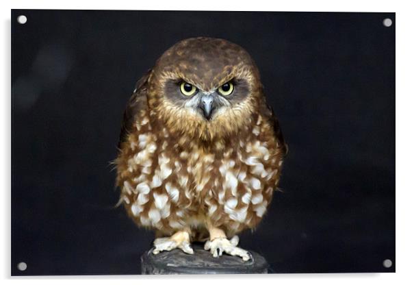 Southern Boobook Owl Acrylic by Bill Simpson