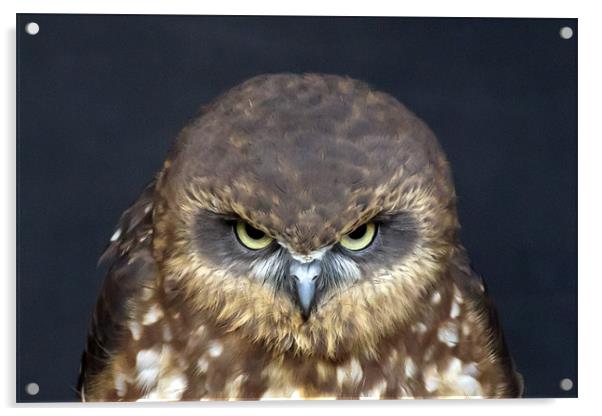 Southern Boobook Owl #2 Acrylic by Bill Simpson
