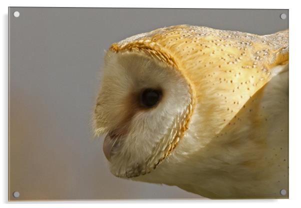 Barn Owl Profile #1 Acrylic by Bill Simpson