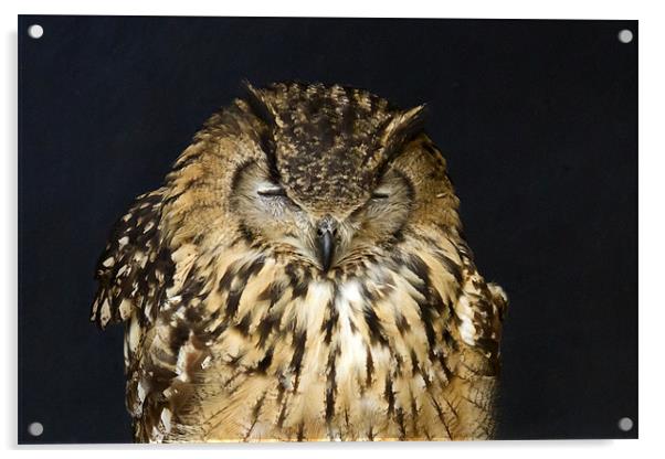 Indian Eagle Owl Sleeping Acrylic by Bill Simpson