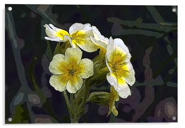 Yellow and White Primula Acrylic by Bill Simpson