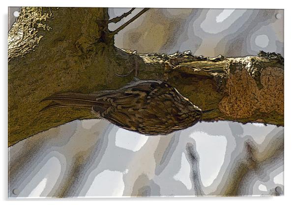 Treecreeper poster edge effect Acrylic by Bill Simpson