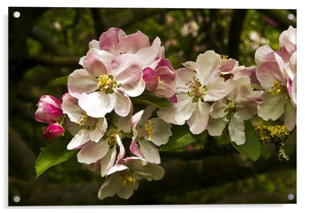 Apple Blossom Acrylic by Bill Simpson
