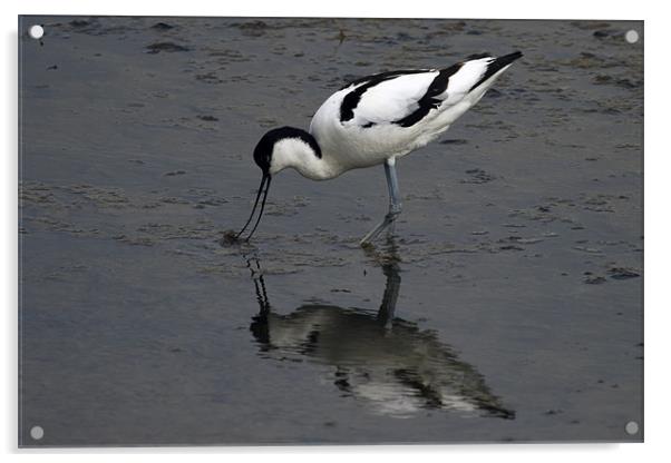 Avocet feeding with reflection Acrylic by Bill Simpson
