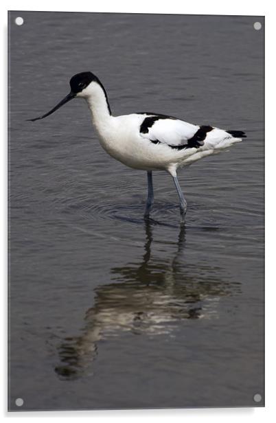 Avocet Reflected at Titchwell Acrylic by Bill Simpson