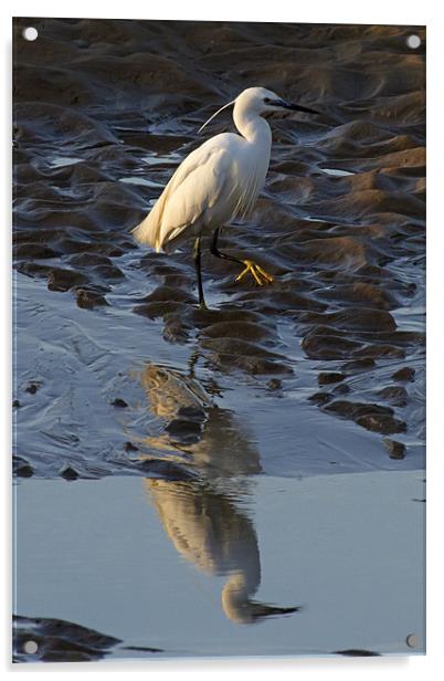 Little Egret Reflected Acrylic by Bill Simpson