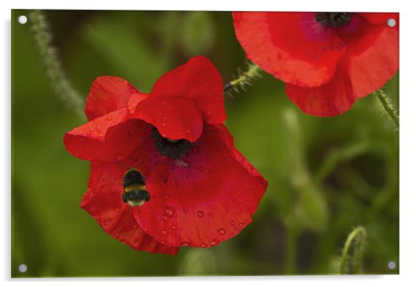 Poppy and Bee Acrylic by Bill Simpson
