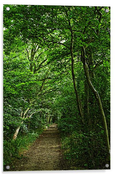Suffolk Woodland Path Acrylic by Bill Simpson