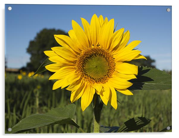 Single Sunflower Acrylic by Bill Simpson