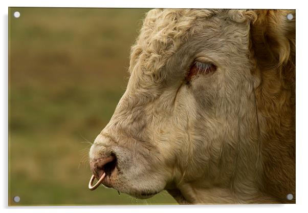 Close Portrait of a Bull Acrylic by Bill Simpson