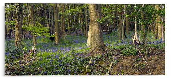 Reydon Woods and Bluebells 2 Acrylic by Bill Simpson