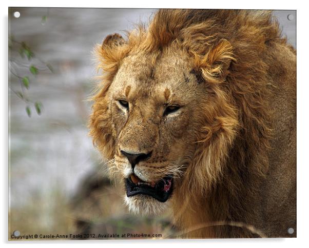 Large Male Lion Acrylic by Carole-Anne Fooks
