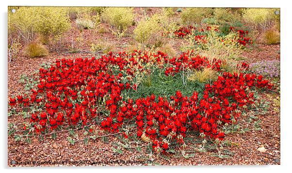 Sturt's Desert Pea, Outback South Australia Acrylic by Carole-Anne Fooks