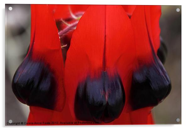 Sturt's Desert Pea, Outback South Australia Acrylic by Carole-Anne Fooks