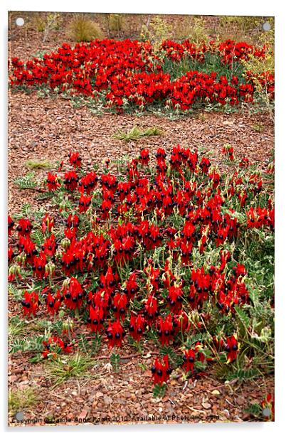 Sturt's Desert Pea Outback Australia Acrylic by Carole-Anne Fooks