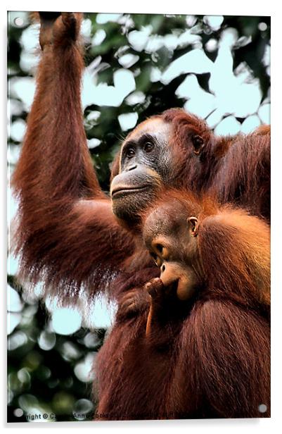 Mother and Baby Orangutan Borneo Acrylic by Carole-Anne Fooks
