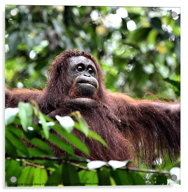 Large Female Orangutan Borneo Acrylic by Carole-Anne Fooks