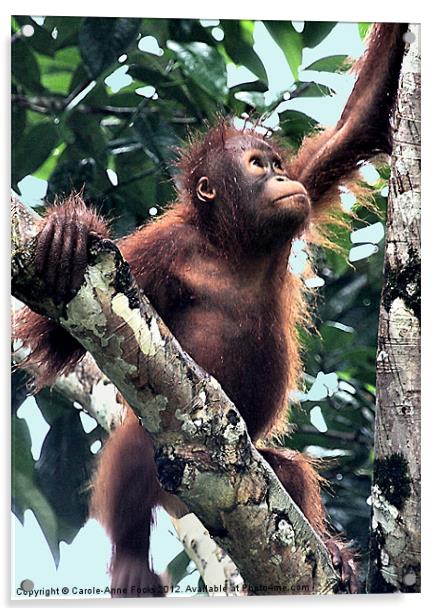 Baby Orangutan Borneo Acrylic by Carole-Anne Fooks