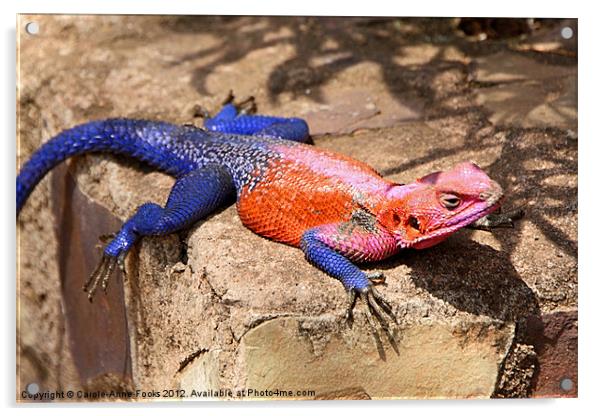 East African Rainbow Agama Lizard Male Acrylic by Carole-Anne Fooks