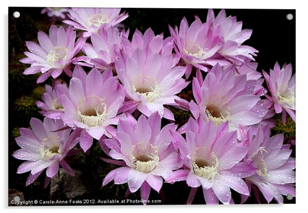 Profusion of Pink Cactus Acrylic by Carole-Anne Fooks