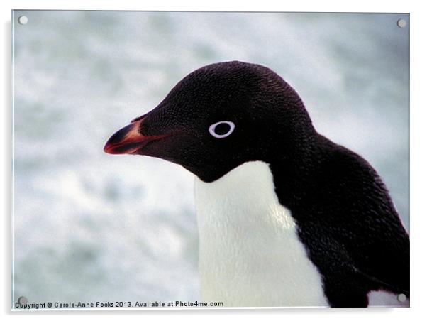 Adelie Penguin Portrait Antarctica Acrylic by Carole-Anne Fooks