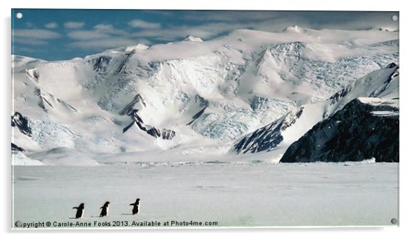 Cape Hallett Antarctica Acrylic by Carole-Anne Fooks