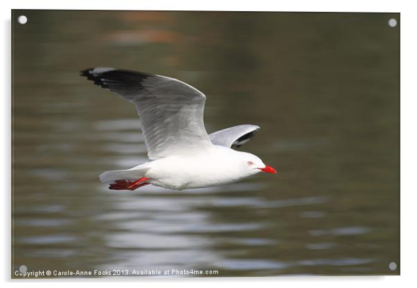 Gull in Flight Acrylic by Carole-Anne Fooks