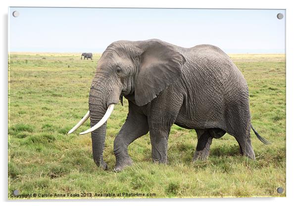 Bull African Elephant Acrylic by Carole-Anne Fooks
