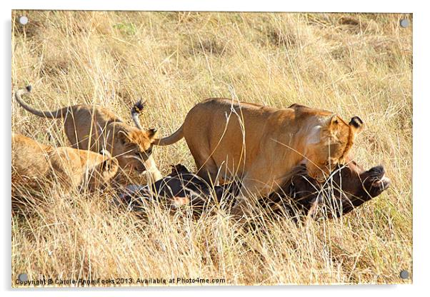 Lioness with Cubs, Moving a Wildebeest Kill Acrylic by Carole-Anne Fooks