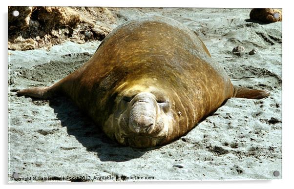 Bull Southern Elephant Seal Basking on the Beach Acrylic by Carole-Anne Fooks