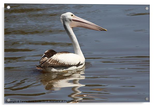 Australian Pelican Acrylic by Carole-Anne Fooks