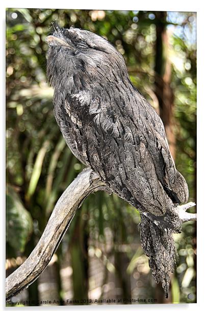 Tawny Frogmouth in Profile Acrylic by Carole-Anne Fooks