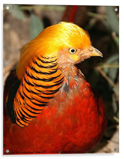Red Golden Pheasant Acrylic by Carole-Anne Fooks