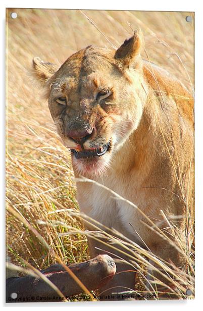 Lioness With Wilderbeest Kill Acrylic by Carole-Anne Fooks