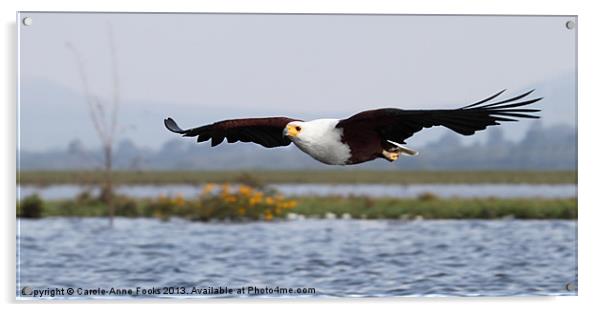 African Fish Eagle Swooping Acrylic by Carole-Anne Fooks