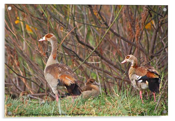 Egyptian Geese Family Acrylic by Carole-Anne Fooks