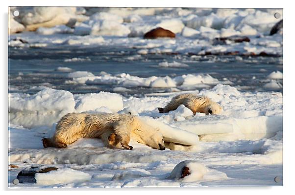 Polar Bear Mother & Cub Grooming Enthusiastically Acrylic by Carole-Anne Fooks