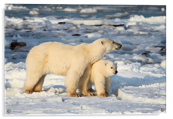 Standing Guard Over Her Cub, Churchill, Canada Acrylic by Carole-Anne Fooks