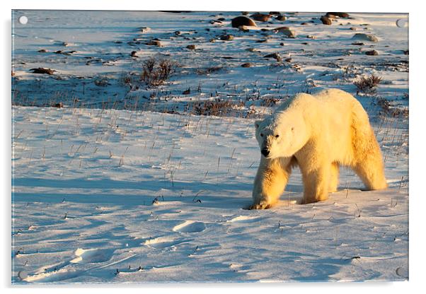 Large Male Polar Bear Acrylic by Carole-Anne Fooks