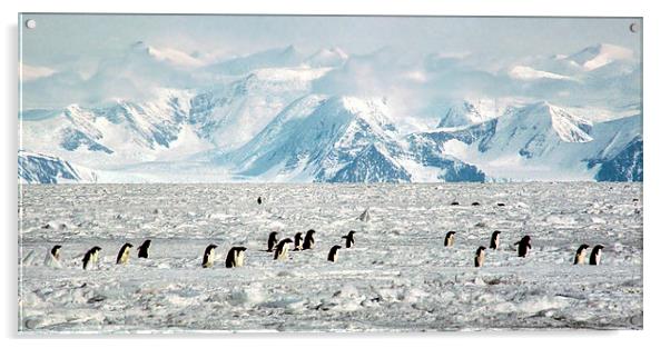 Penguin Highway Acrylic by Carole-Anne Fooks