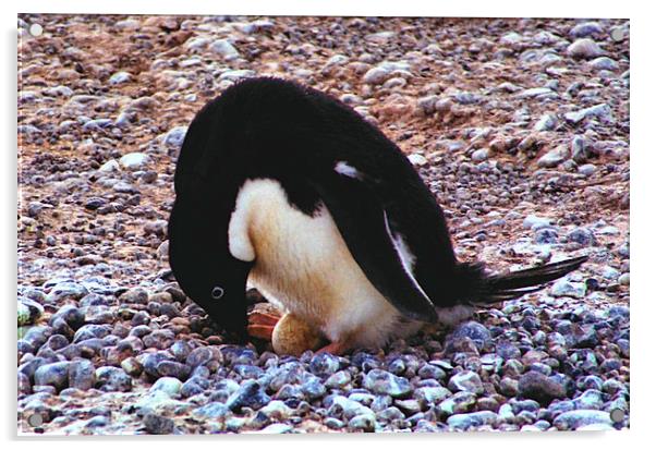 Adelie Penguin Turning Its Egg Acrylic by Carole-Anne Fooks
