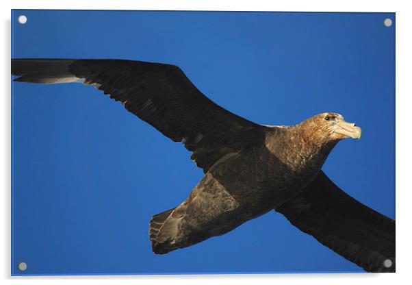 Giant Petrel Flying High Acrylic by Carole-Anne Fooks