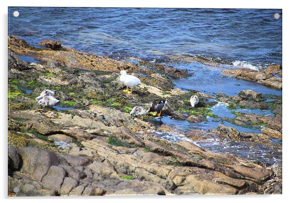 Kelp Goose Family Falkland Islands Acrylic by Carole-Anne Fooks