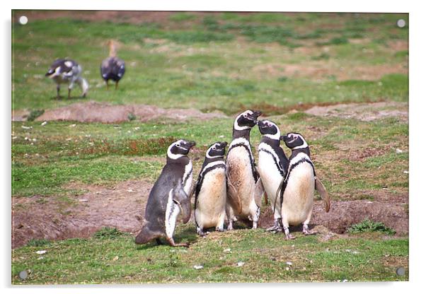 Magellanic Penguins Near Their Nesting Burrows Acrylic by Carole-Anne Fooks