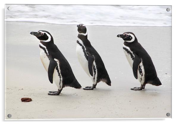 Magellanic Penguins on the Beach Acrylic by Carole-Anne Fooks